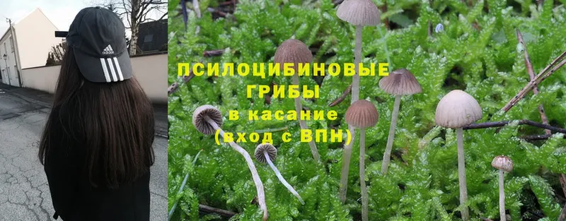 Псилоцибиновые грибы Psilocybe  мега ссылки  Жердевка 